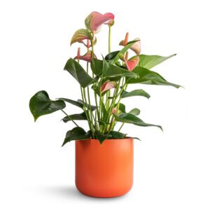 Anthurium - Flamingo Flower - Joli Peach