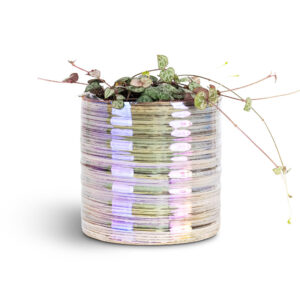 Ceropegia woodii - String of Hearts