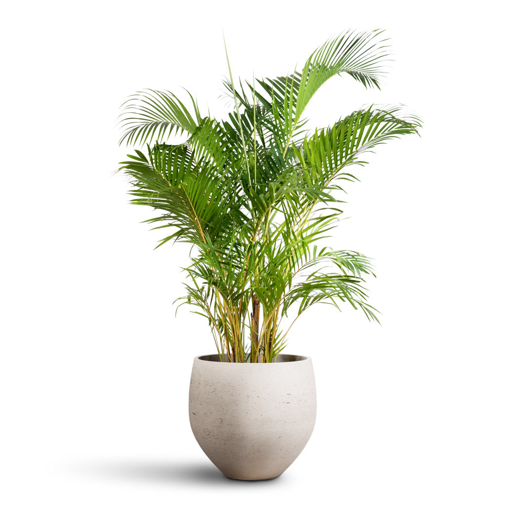 Chrysalidocarpus lutescens - Areca Palm