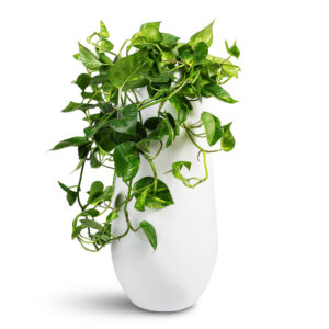 Epipremnum aureum - Golden Pothos