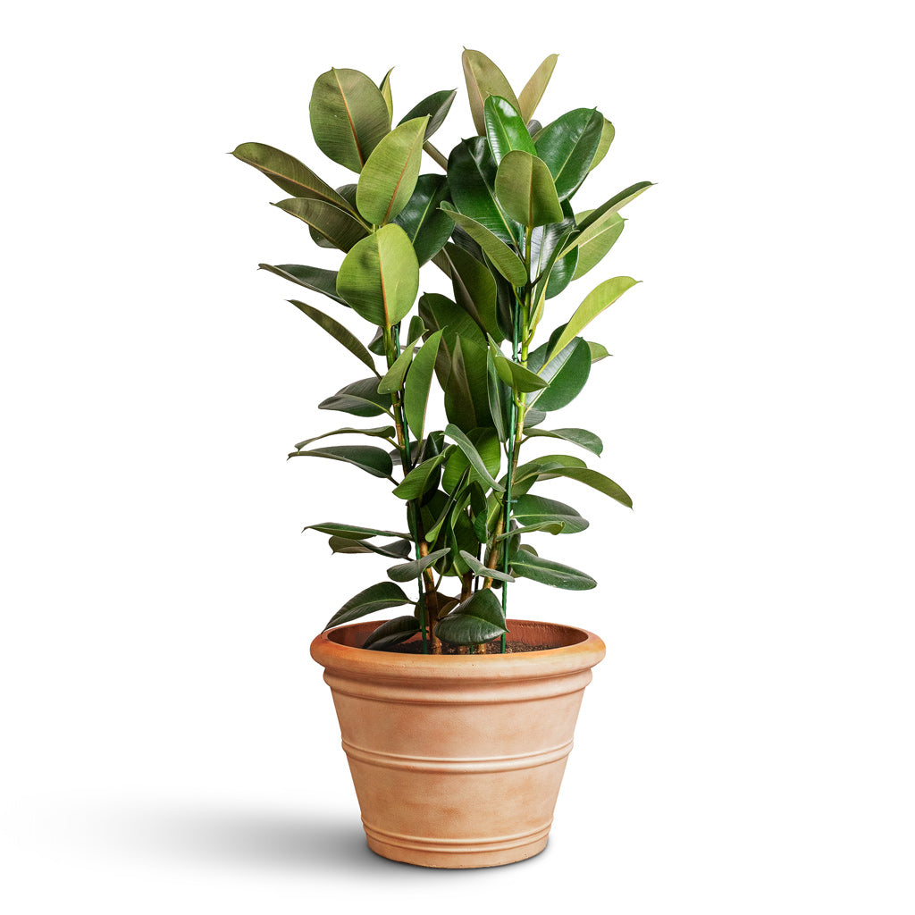 Ficus elastica Robusta - Rubber Plant