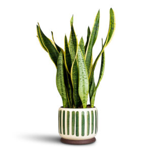 Sansevieria trifasciata Laurentii - Variegated Snake Plant