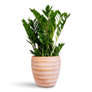 Zamioculcas zamiifolia - ZZ Plant
