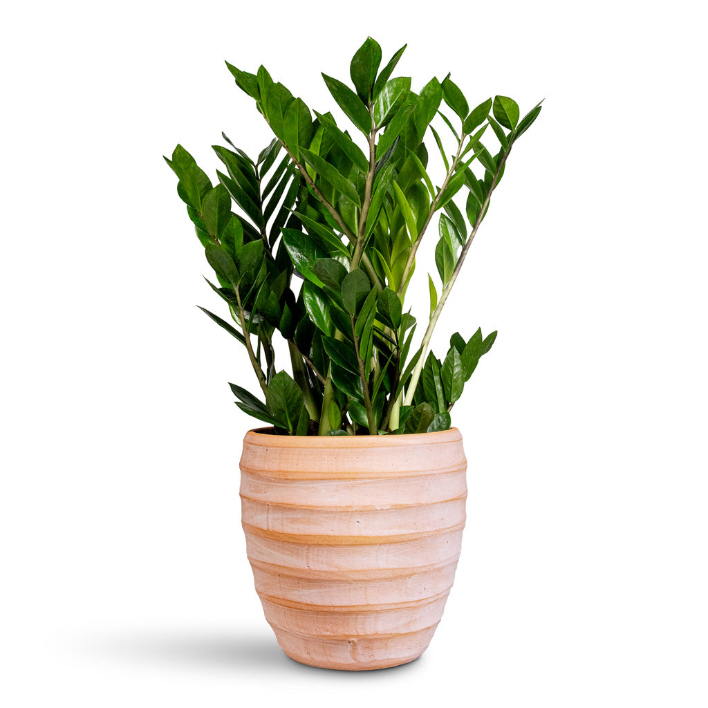 Zamioculcas zamiifolia - ZZ Plant